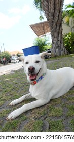 Happy Panting Kintamani Bali Dog Chilling Under Sunlight At Noon Potrait Close Up