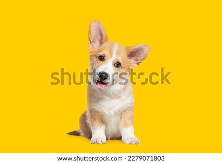 Happy panting Puppy Welsh Corgi Pembroke looking at camera, on yellow background