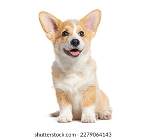 happy panting Welsh Corgi Pembroke Puppy Sitting, isolated on white - Shutterstock ID 2279064143