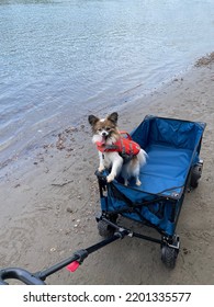 Happy Papillon Dog In Beach Wagon On Beach