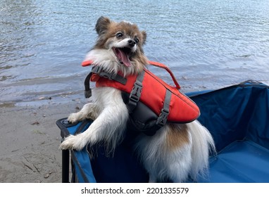 Happy Papillon Dog In Beach Wagon On Beach