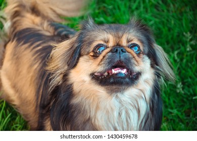 Bilder Stockfoton Och Vektorer Med Pekingese Puppy Shutterstock