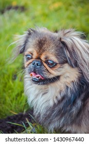 Happy pekingese dog with tongue out