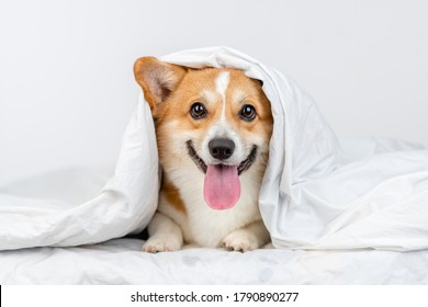 Happy pembroke welsh corgi dog lies under white blanket at home