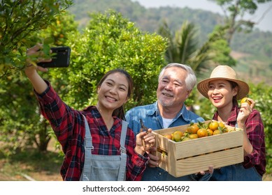 Happy People Agriculture Team Work Together In Plantation. Technology Concept: Three People Use Smartphone Live Streaming Sale Fresh Orange Online Outdoors. Elderly Man Work With Young Adult Woman. 