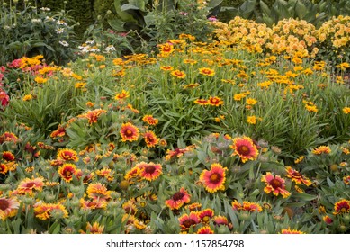 Happy Perennial Flower Garden Backyard Stock Photo Edit Now 1157854798