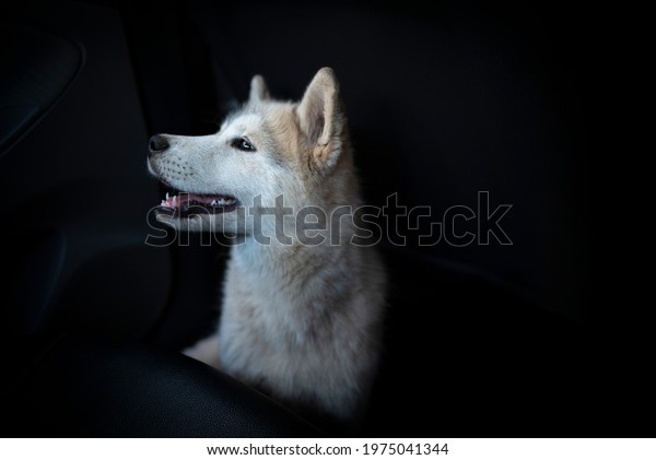 happy pet dog in\
a car looking through\
window