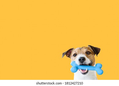 Happy pet dog holding in mouth blue toy bone against solid colour yellow background