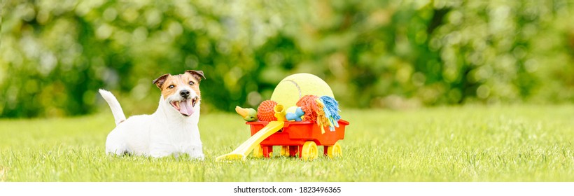 Happy Pet Dog Lying On Green Grass Next To Cart Full Of Dogs Toys And Balls At Backyard Lawn On Sunny Summer Day