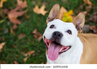 Happy Pet Dog On Grass. Friendly Dog Having A Big Smile