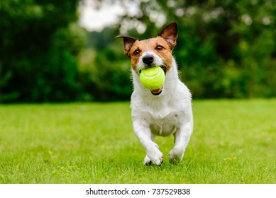 Happy Pet Dog Playing With Ball On Green Grass Lawn