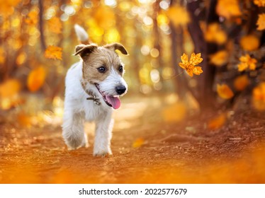 Happy Pet Dog Puppy Walking In The Forest. Orange Golden Autumn Fall Concept.