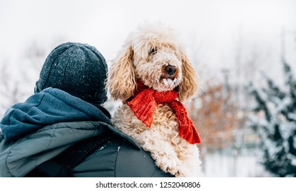 Happy Pet And His Owner Having Fun In The Snow In Winter Holiday Season. Winter Holiday Emotion. Man Holding Cute Puddle Dog With Red Scarf. Film Filter Image.