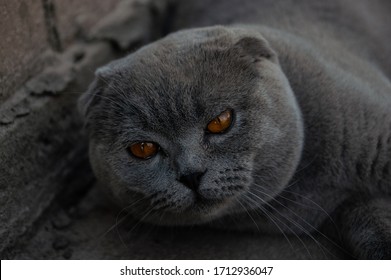 Scottish Cat On Street Images Photos Et Images Vectorielles De Stock Shutterstock