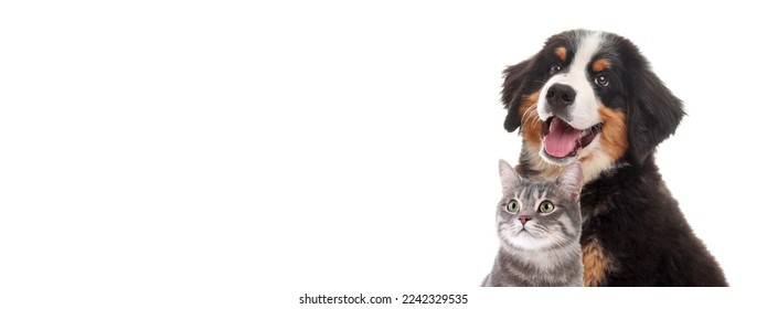 Happy pets. Adorable Bernese Mountain Dog puppy and gray tabby cat on white background. Banner design
