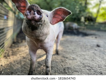  Happy pig with dirty snout poses for the camera. Domestic animals farming.