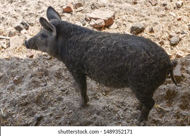 89 Pig rolling mud Images, Stock Photos & Vectors | Shutterstock