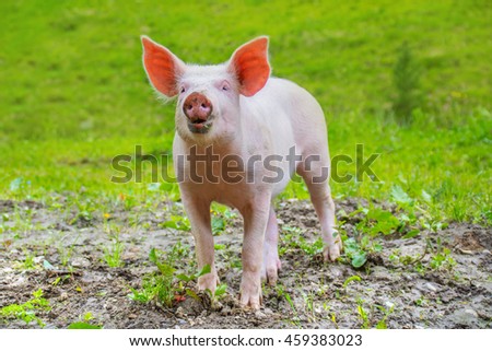 Similar – Foto Bild Cute happy baby pig with ear tag