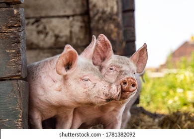 Happy piglets, two cheeky funny young swines playing together with love
