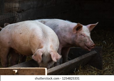 Happy Pigs Eating Trough Stock Photo (Edit Now) 1254825331