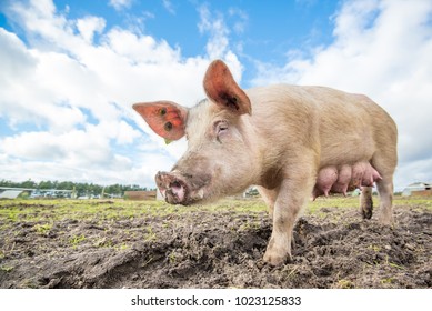 Happy pigs on a farm in the uk