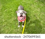 Happy Pit Bull Dog On Leash Outdoors in Grass Park Adoptable Shelter Puppy Staffordshire Terrier