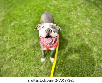 Happy Pit Bull Dog On Leash Outdoors in Grass Park Adoptable Shelter Puppy Staffordshire Terrier - Powered by Shutterstock