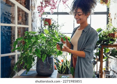 Happy plant lady. Young African American woman plant lover taking care of houseplant. Girl watering a potted plant with happy smile