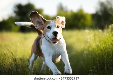 Happy playful beagle dog running with flying ears against nature background. Active dog pet enjoying outdoor summer walking - Powered by Shutterstock