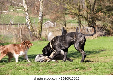 The happy and playful dogs running and playing in a lush green grassy field - Powered by Shutterstock