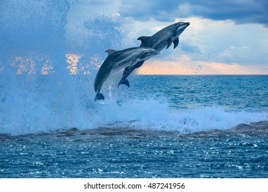 happy playful dolphins leaping from sea breaking surfing wave to foam