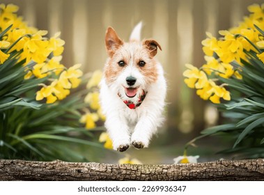 Happy playful funny pet dog running, jumping in spring between easter flowers. Puppy training in spring or summer. - Powered by Shutterstock