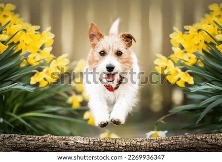 Happy playful funny pet dog running, jumping in spring between easter flowers. Puppy training in spring or summer.