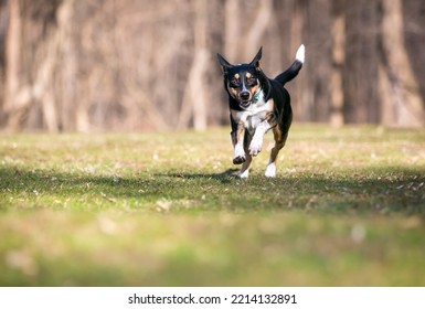 A Happy Playful Tricolor Mixed Breed Australian Cattle Dog Running Toward The Camera