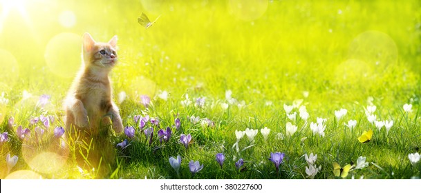 Happy Playing Cat On Green Spring  Background