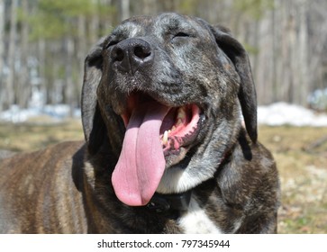 Happy Plott Hound Taking In The Sun