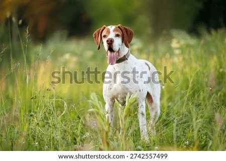 happy pointer dog posing on a summer field