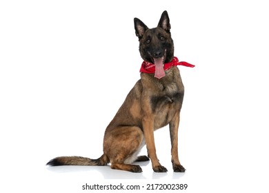 Happy Police Dog With Red Bandana Around Neck Sticking Out Tongue And Panting While Sitting On White Background In A Side View Pose