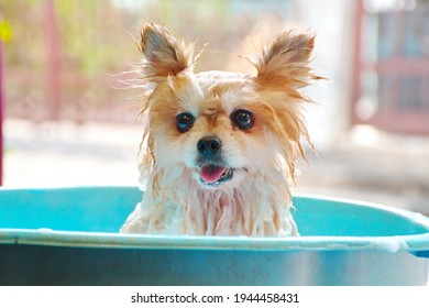 Happy Pomeranian dog bathing in blue plastic basin, close up small animal wet water and shampoo, blurred background,. cleaning pet concept
