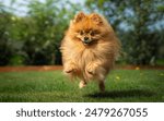 Happy Pomeranian Dog Enjoying a Sunny Day