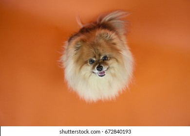 Happy Pomeranian dog on bright orange backdrop
