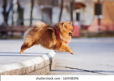 Happy Pomeranian jumping