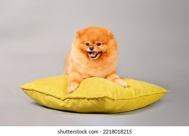 A Happy Pomeranian Is Lying On A Pillow On A Gray Background.