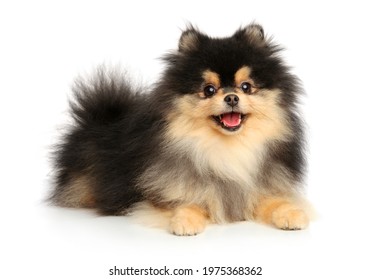 Happy Pomeranian puppy. Portrait on a white background