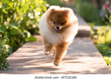 A happy Pomeranian puppy runs along a lighted sunny path in the summer garden.