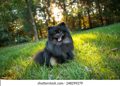 Happy Pomeranian sitting outside in a field