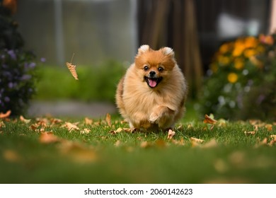 happy pomeranian spitz dog chasing a falling leaf outdoors
