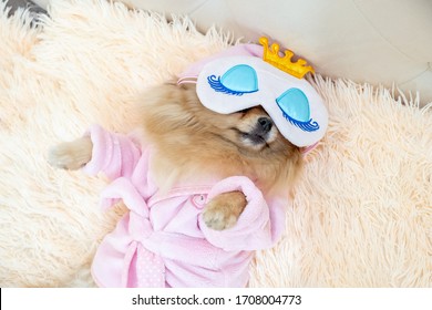 happy pomeranian spitz dog in a sleep mask and in a bathrobe resting in bed