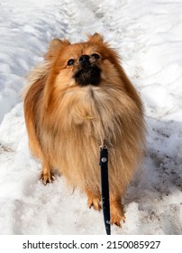 Happy Pomeranian  Spitz On The Snow Looking Up