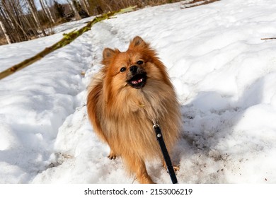 Happy Pomeranian  Spitz On The Snow Looking Up